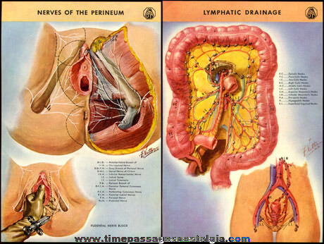 (2) 1940’s CIBA Pharmaceutical Medical Folders With Color Plates