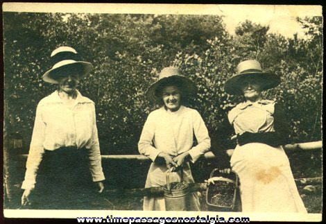 1910’s Photograph Of (3) Berry Picking Ladies