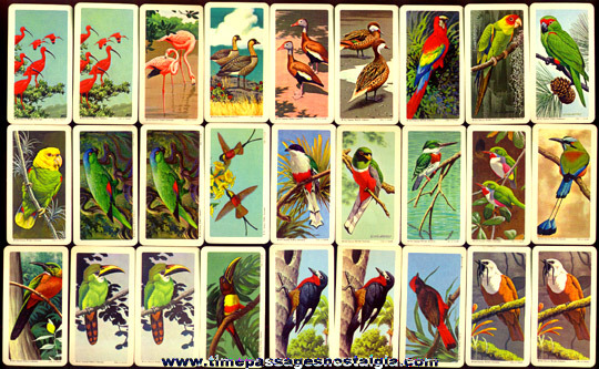 (47) Colorful Old Brooke Bond Tea Company Bird Trading Cards