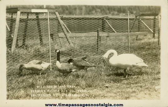 Old Unused Geese & Swan Real Photo Post Card