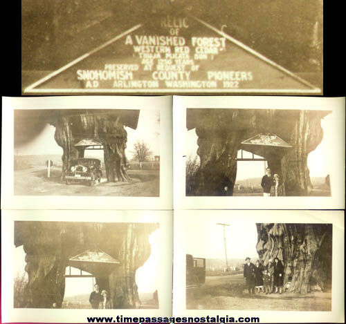 (7) Old Vanished Forest Relic Photographs & Negatives