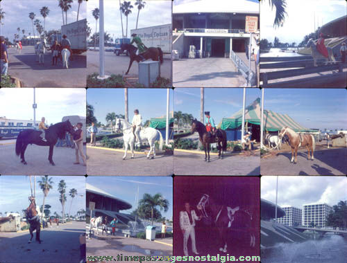 (17) Old Lipizzan Stallion Horse Color Photograph Slides