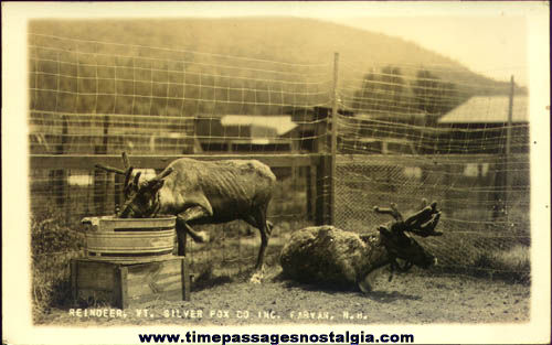 Old Unused Reindeer Fabyan, New Hampshire Real Photo Post Card