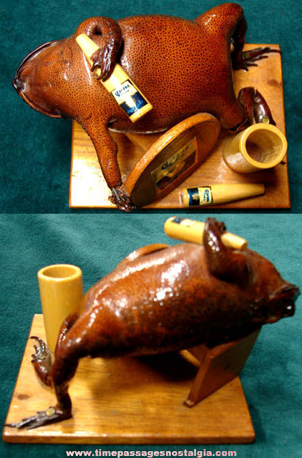 Old Falling Down Drunk Taxidermy Stuffed Frog With Corona Beer