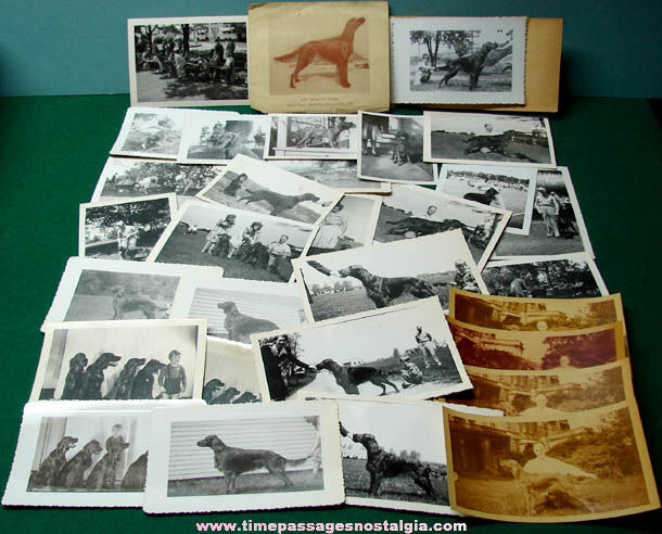 (37) 1940s Irish Setter Show Dog Photographs