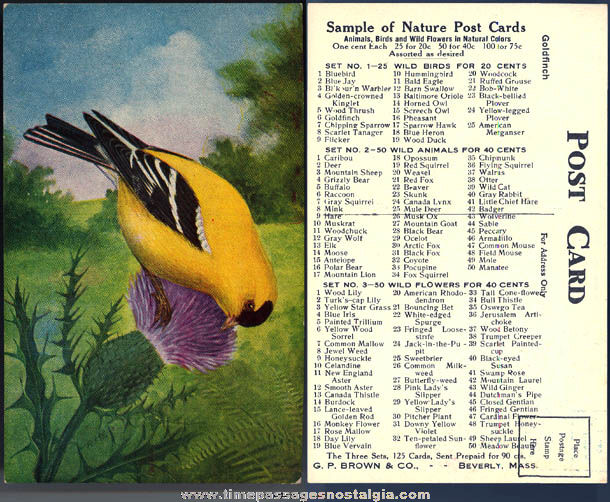 Colorful Old Post Card Company Advertising Sample Bird Post Card