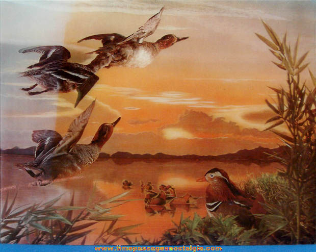 Large Old Lenticular 3-D Duck Scene Picture