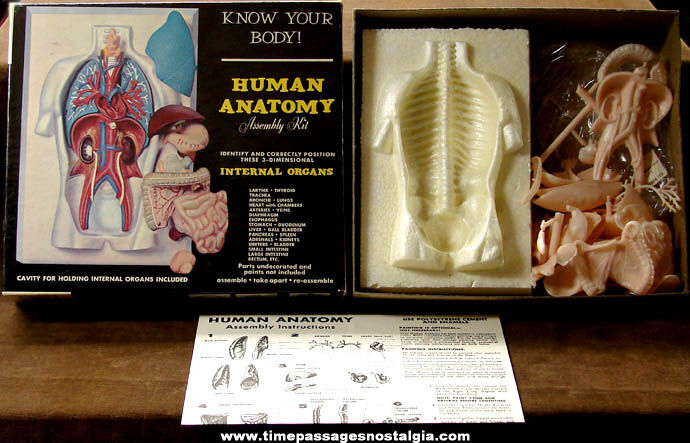 Old Unassembled Renwal Human Anatomy Assembly Model Kit