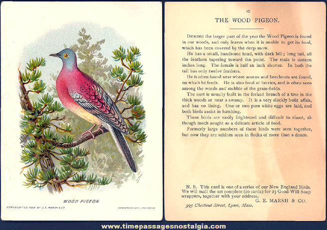 1888 Good Will Soap Advertising Premium New England Bird Trading Card