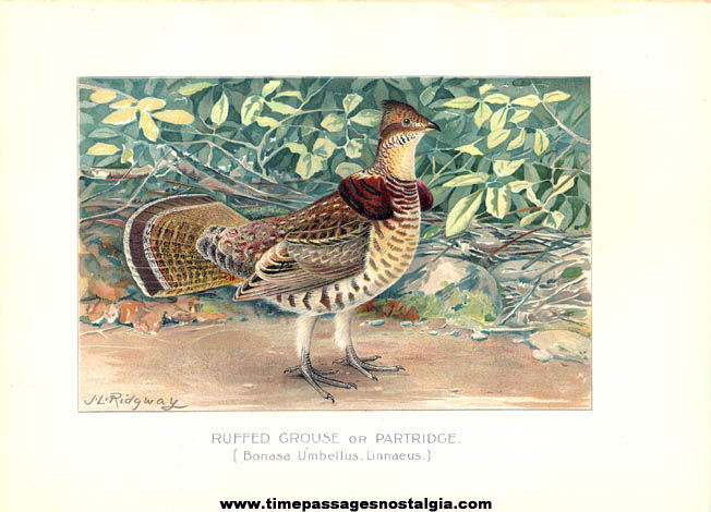 Colorful 1897 New York Commisioners of Fisheries Game & Forest Bird Print