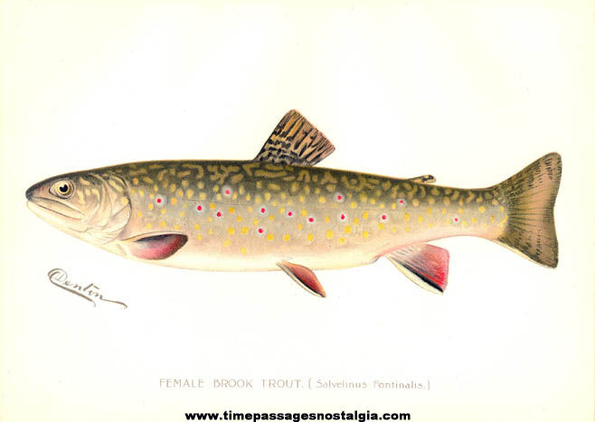 Colorful 1897 New York Commisioners of Fisheries Game & Forest Fish Print