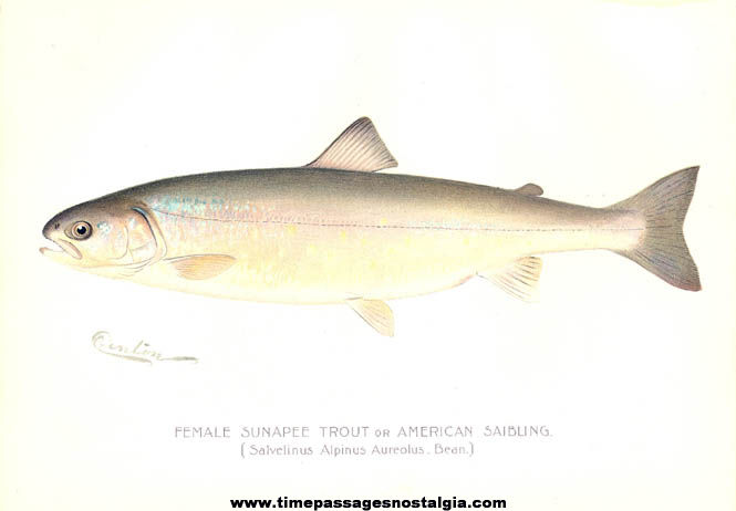 Colorful 1897 New York Commisioners of Fisheries Game & Forest Fish Print