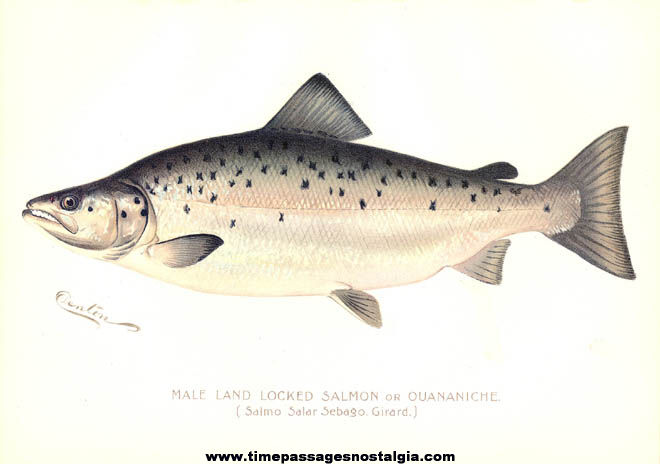 Colorful ©1897 New York Commisioners of Fisheries Game & Forest Fish Print