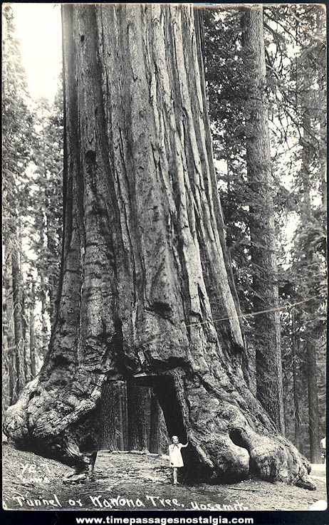 Old Unused Yosemite National Park Wawona Tunnel Tree Advertising Souvenir Real Photo Post Card