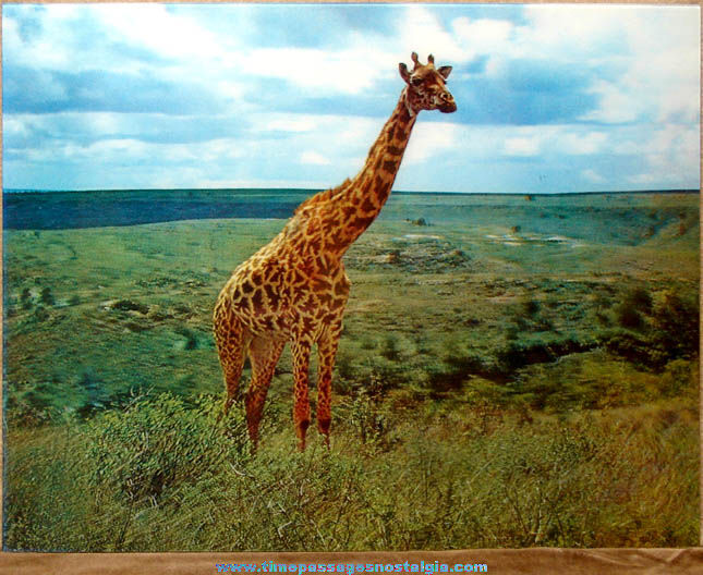 Large Colorful Old Kenya African 3-D Lenticular Giraffe Picture