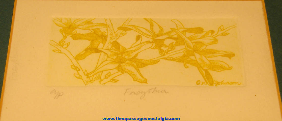 Signed Dated Matted & Framed Forsythia Flower Intaglio Etching Artists Proof Floral Art Print